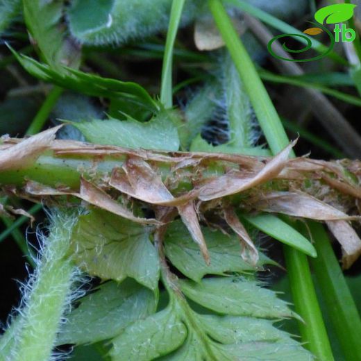 Polystichum acuelatum