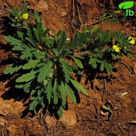 Ajuga chamaepitys ssp glareosa