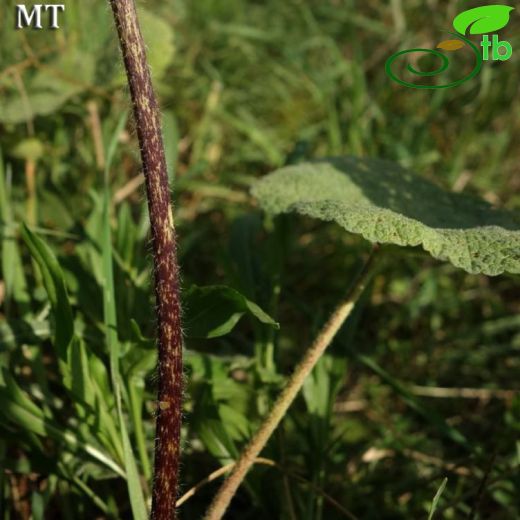 Alcea setosa