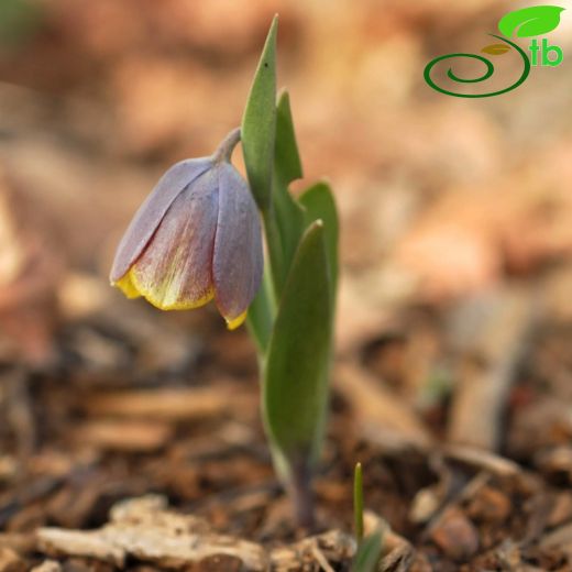 Fritillaria arsusiana