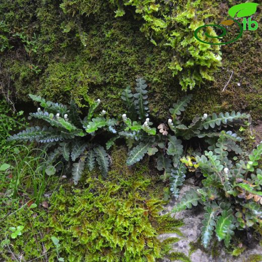 Asplenium ceterach