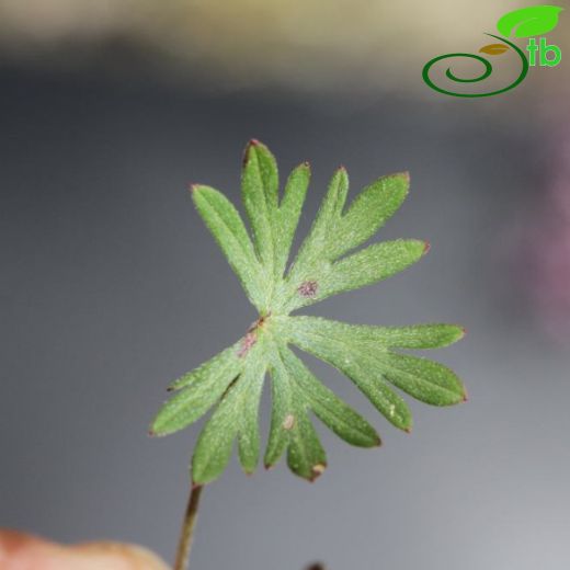 Geranium columbinum