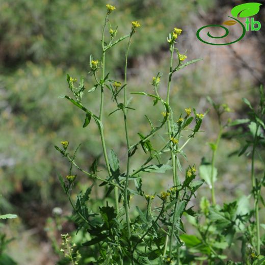 Sisymbrium officinale