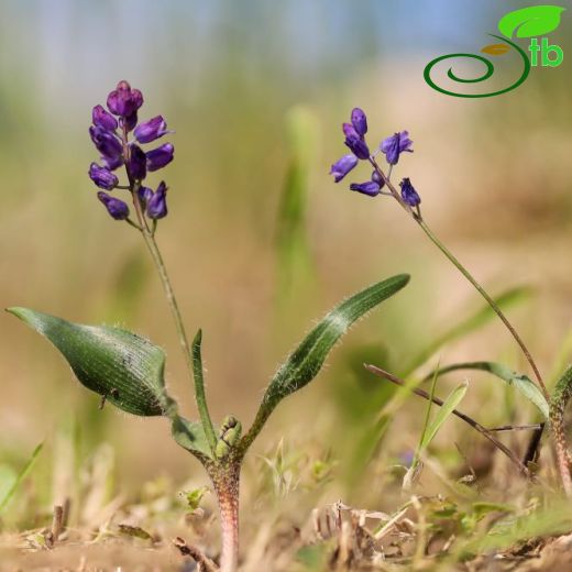 Hyacinthella-Dağsümbülü