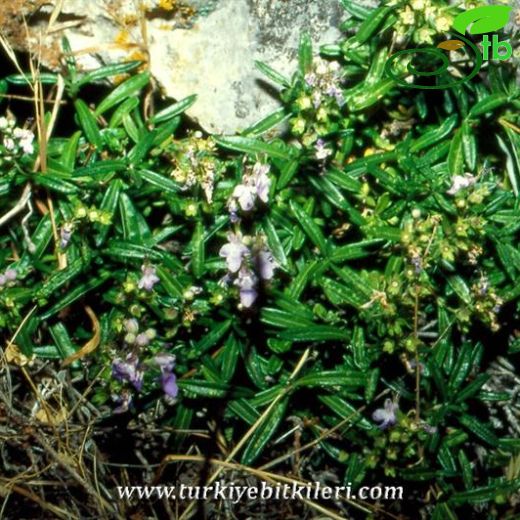 Teucrium pestalozzae