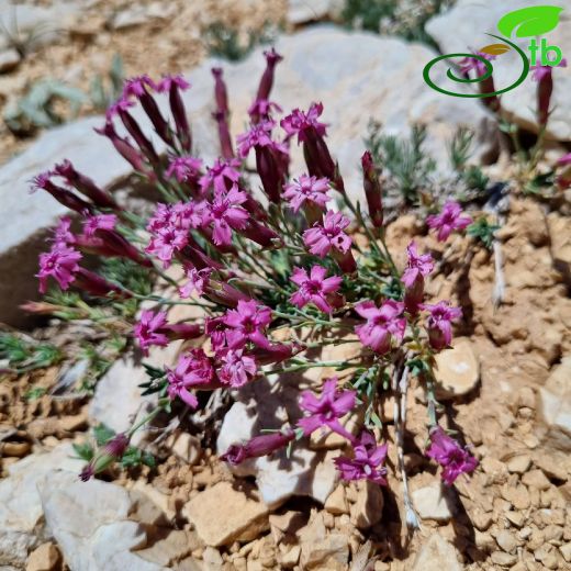 Dianthus-Karanfil