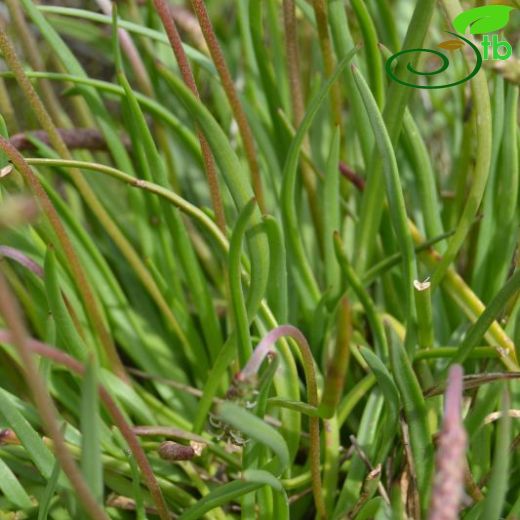 Plantago maritima