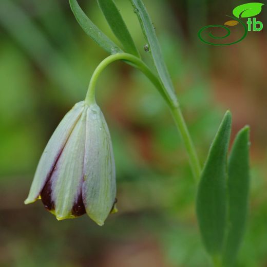 Fritillaria bithynica