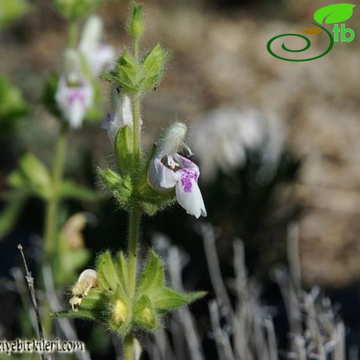 Salvia blepharochlaena