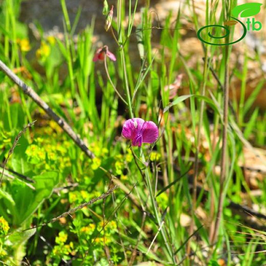 Lathyrus stenophyllus