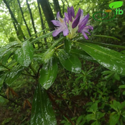 Ericaceae-Fundagiller