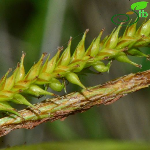 Carex pseudocyperus