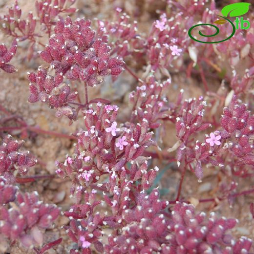 Saponaria prostrata