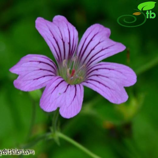 Geranium gracile