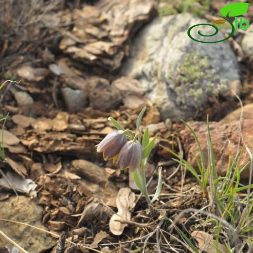 Fritillaria arsusiana