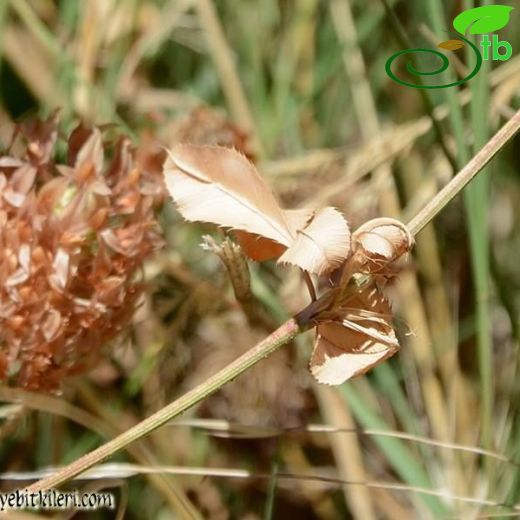 Trifolium argutum