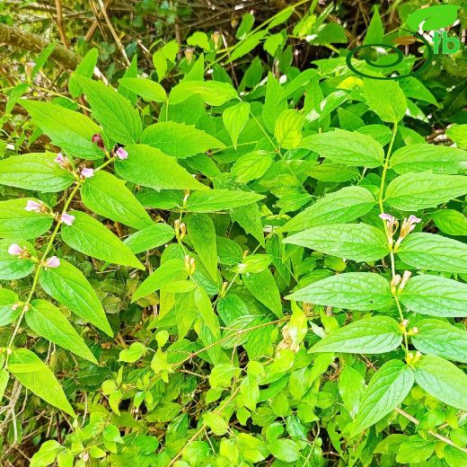 Ajuga-Mayasılotu