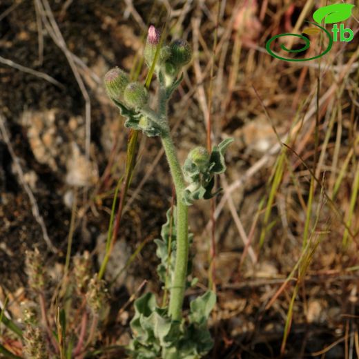 Andryala-Sarıdolu