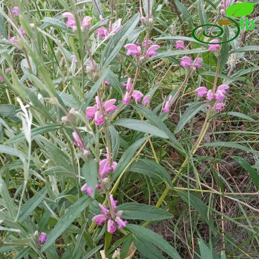 Phlomis-Çalba