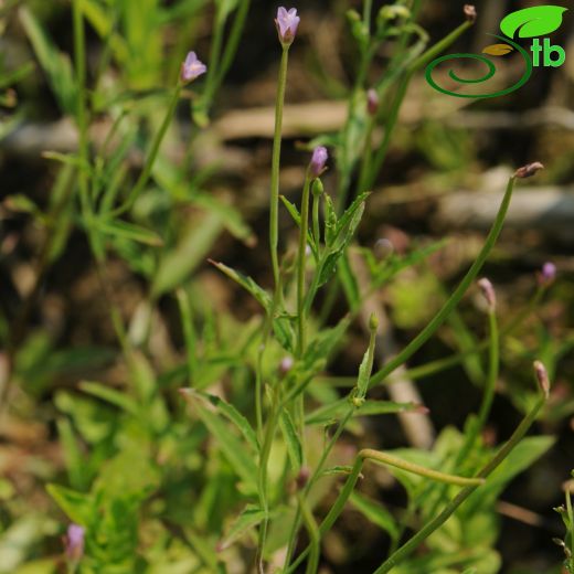 Onagraceae-Yakıotugiller