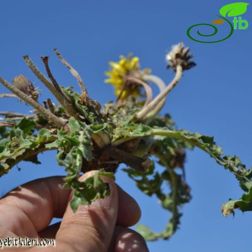 Taraxacum pseudobrachyglossum