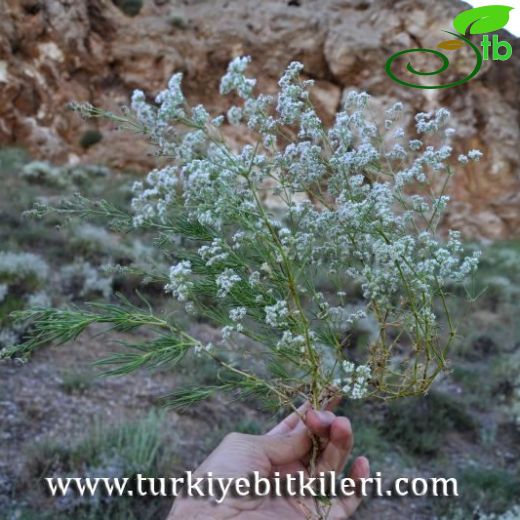 Gypsophila eriocalyx