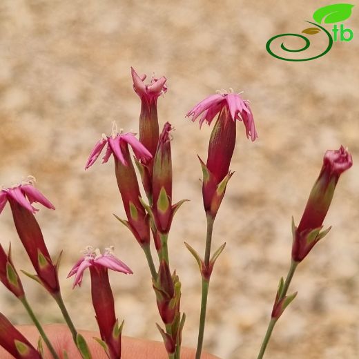 Dianthus-Karanfil