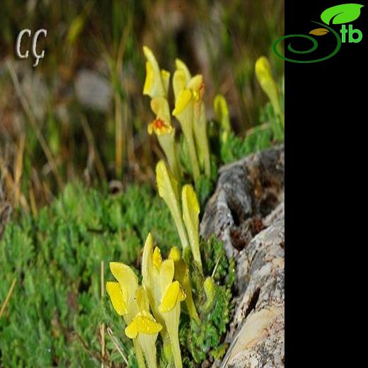 Subsp. alpina