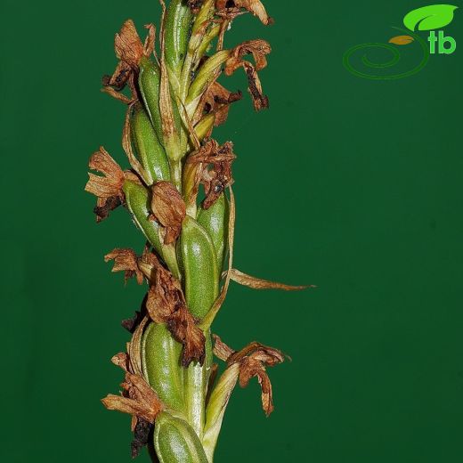 Himantoglossum-Keşkeşçiçeği