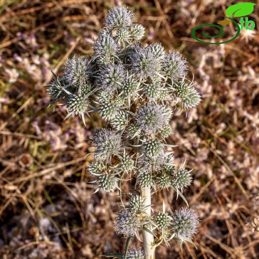 Apiaceae-Maydanozgiller