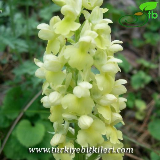 Orchis pallens