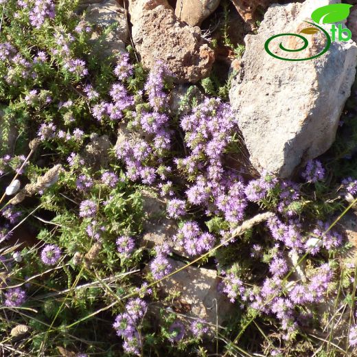 Lamiaceae-Ballıbabagiller