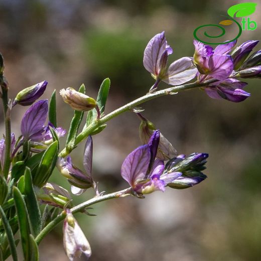 Polygalaceae-Sütotugiller