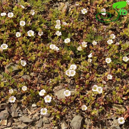 Gypsophila glandulosa