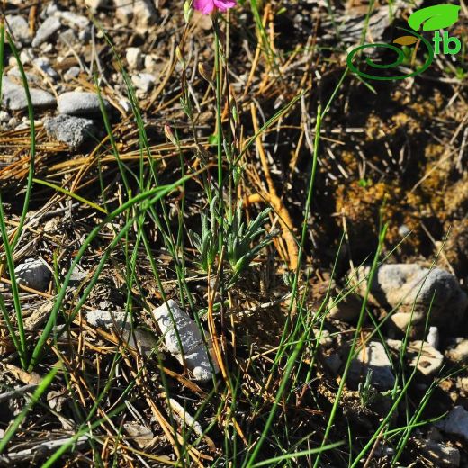Silene ermenekensis