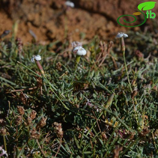 Dianthus-Karanfil