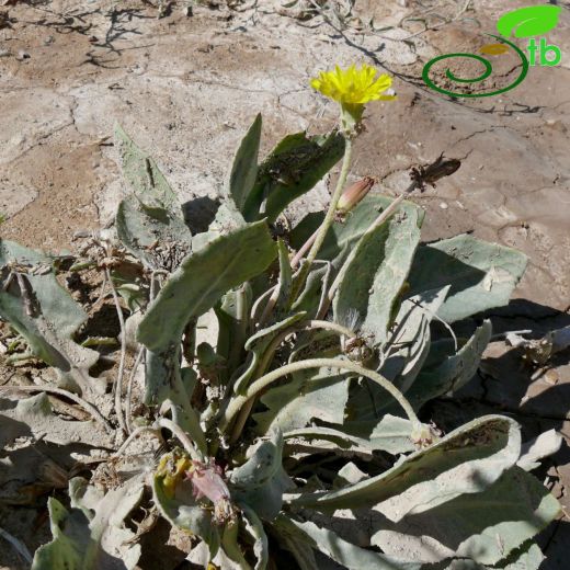 Taraxacum tuzgoluense