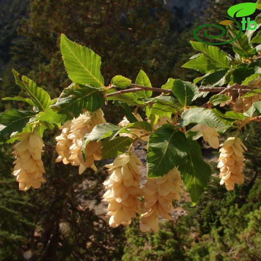 Betulaceae-Huşgiller