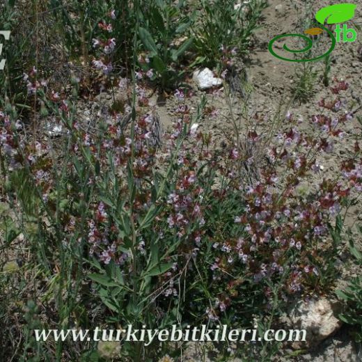 Salvia aytachii