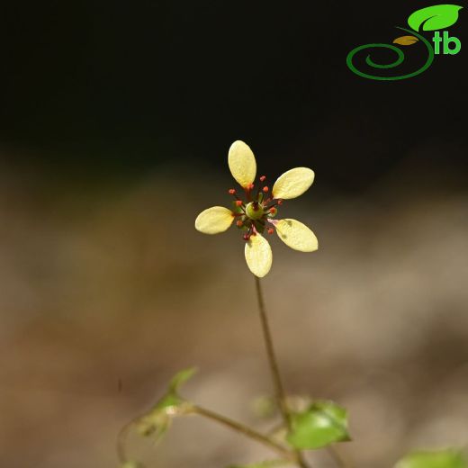 Saxifragaceae-Taşkırangiller
