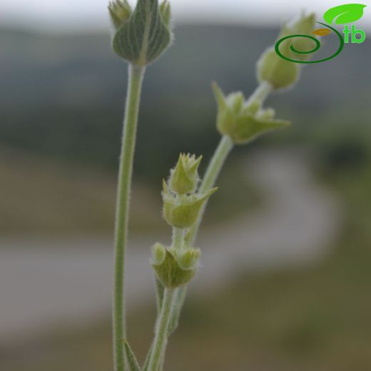 Sideritis galatica