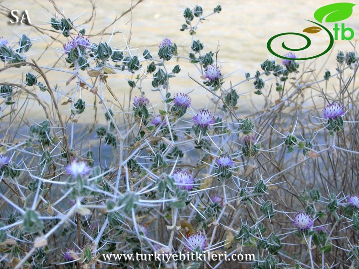 subsp. bruguieriana-Siirt