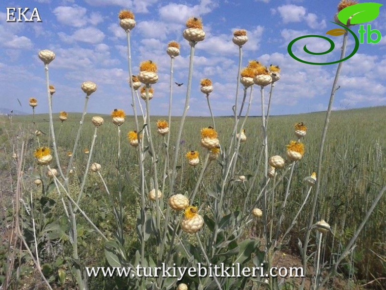 Amanos dağları-Hatay