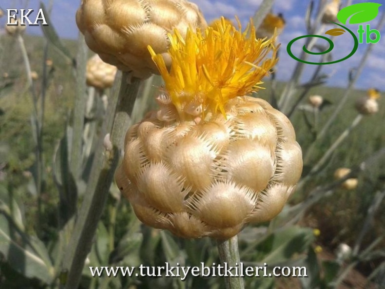 Amanos dağları-Hatay