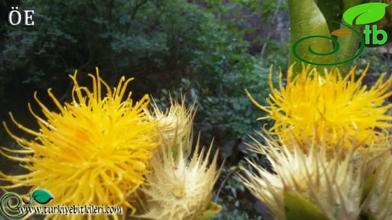 Amanos dağları-Hatay