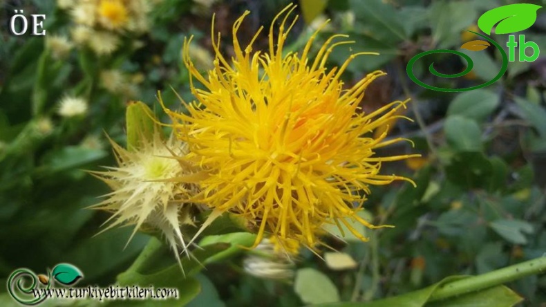 Amanos dağları-Hatay