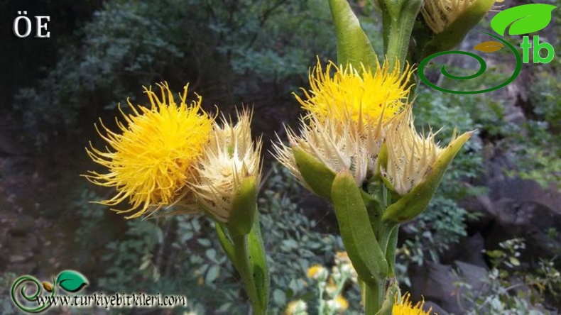 Amanos dağları-Hatay
