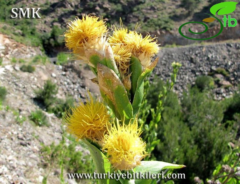 Amanos dağları-Hatay