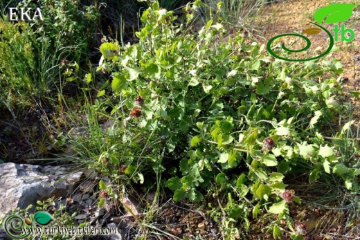 Amanos dağları-Hatay