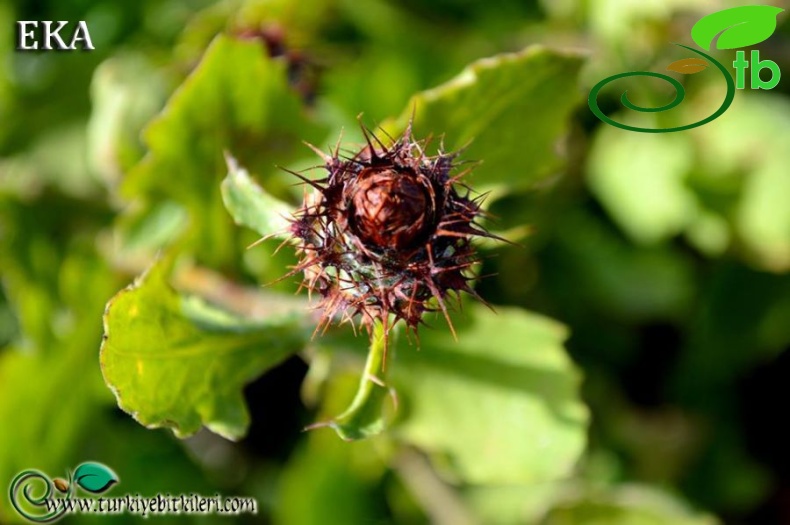 Amanos dağları-Hatay